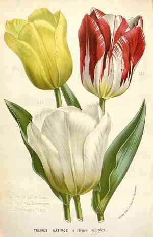 Garden tulip(Tulipa gesneriana)