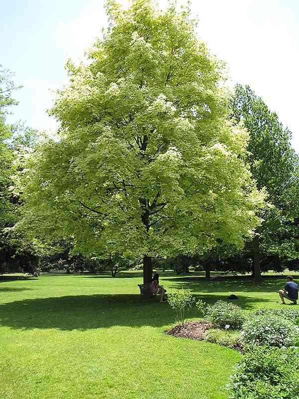 Norway maple(Acer platanoides)
