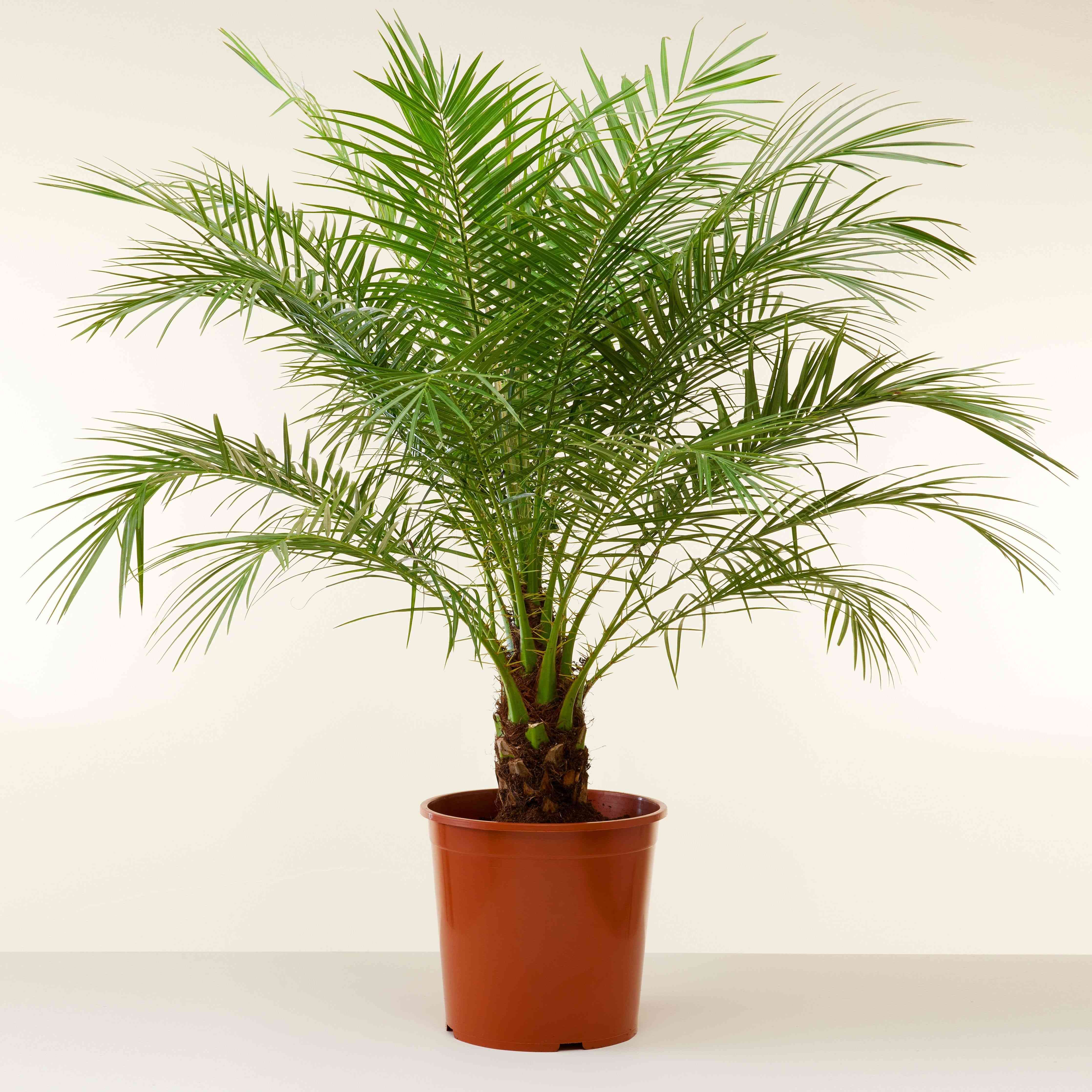 Pygmy date palm(Phoenix roebelenii)