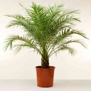 Pygmy date palm(Phoenix roebelenii)