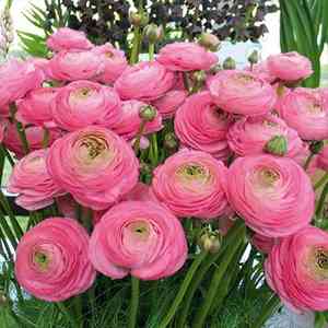 Persian buttercup(Ranunculus asiaticus)