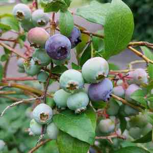 Highbush blueberry(Vaccinium corymbosum)