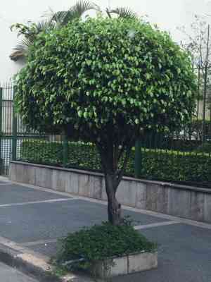 Weeping fig(Ficus benjamina)