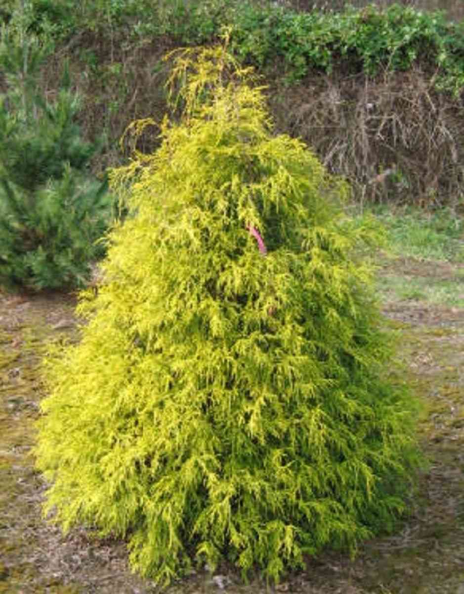 Sawara cypress(Chamaecyparis pisifera)