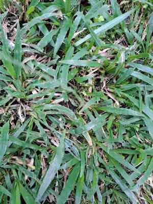 Bermuda grass(Cynodon dactylon)