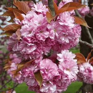 Japanese cherry(Prunus serrulata)