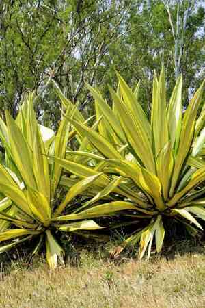 Giant Cabuya(Furcraea foetida)