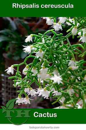 Coral cactus(Rhipsalis cereuscula)