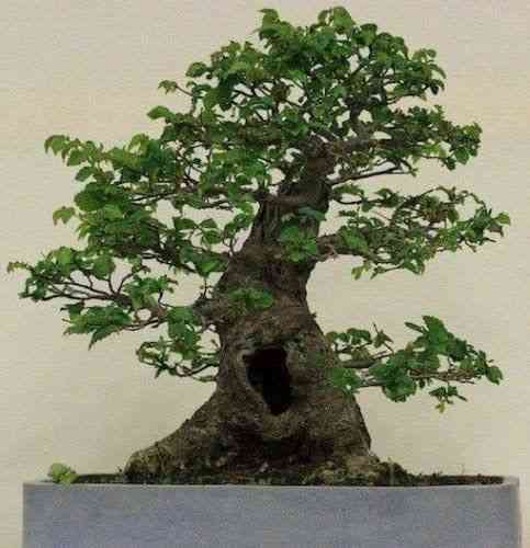 Siberian elm(Ulmus pumila)