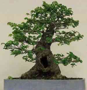 Siberian elm(Ulmus pumila)