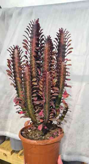 African milk tree(Euphorbia trigona)