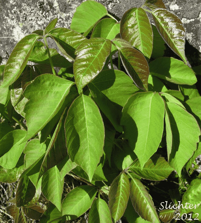 Poison ivy(Toxicodendron radicans)