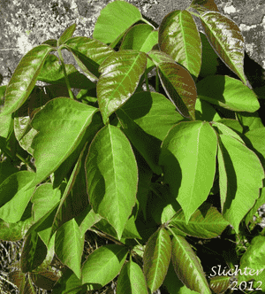 Poison ivy(Toxicodendron radicans)