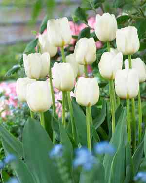 Garden tulip(Tulipa gesneriana)