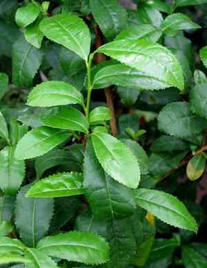 Tea(Camellia sinensis)