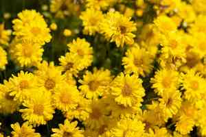Indian chrysanthemum(Chrysanthemum indicum)