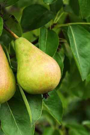 Asian pear(Pyrus pyrifolia)