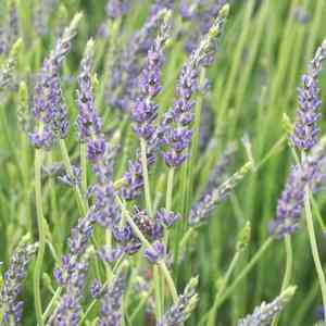 Spike lavender(Lavandula latifolia)