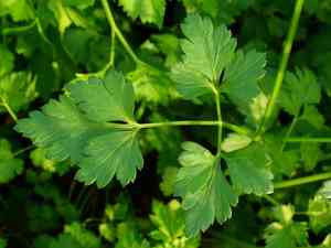 Parsley(Petroselinum crispum)