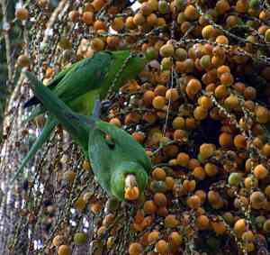 Queen palm(Syagrus romanzoffiana)