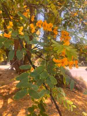 Tipu tree(Tipuana tipu)