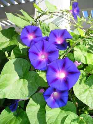 Common morning glory(Ipomoea purpurea)