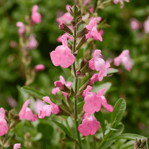 Autumn sage(Salvia greggii)