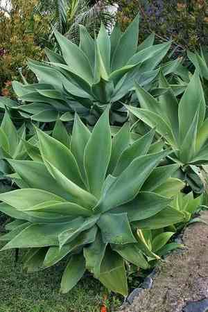 Foxtail agave(Agave attenuata)