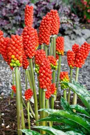 Italian arum(Arum italicum)