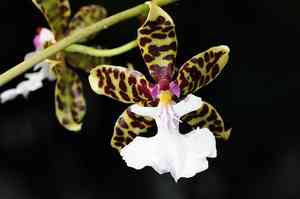 Oncidium leleui(Oncidium leleui)