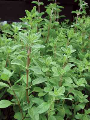Sweet marjoram(Origanum majorana)