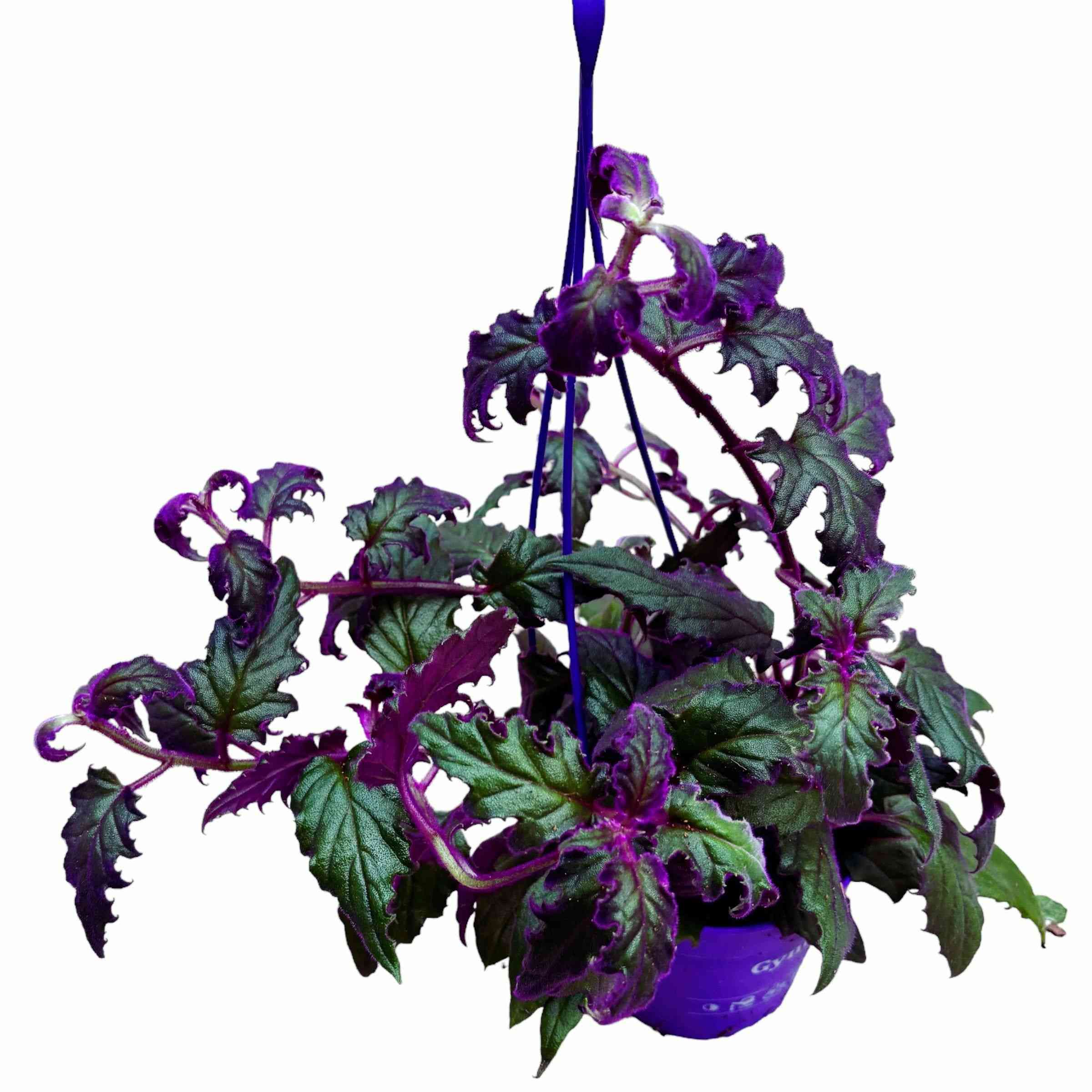 Velvet plant(Gynura aurantiaca)