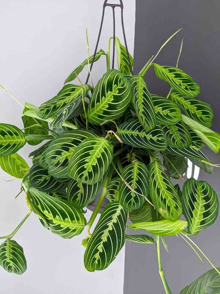 Prayer plant(Maranta leuconeura)
