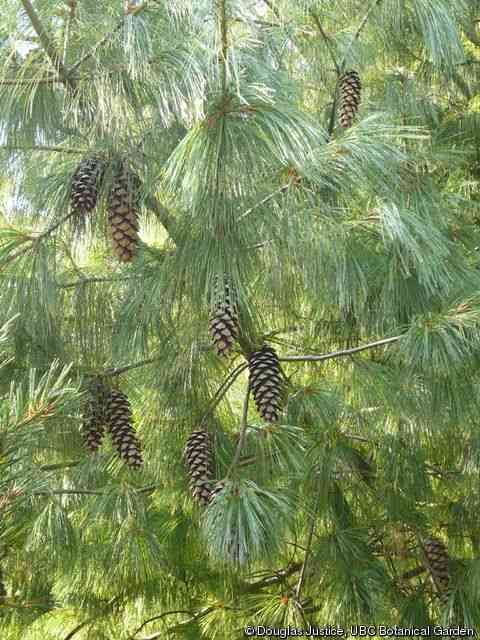 Himalayan pine(Pinus wallichiana)