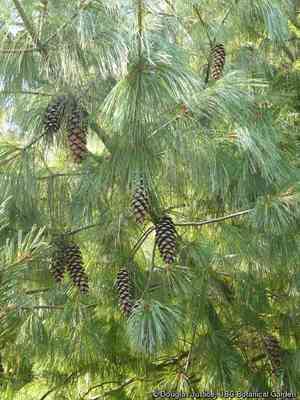 Himalayan pine(Pinus wallichiana)