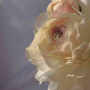 Persian buttercup(Ranunculus asiaticus)