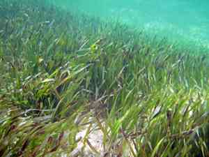 Turtle grass(Thalassia testudinum)