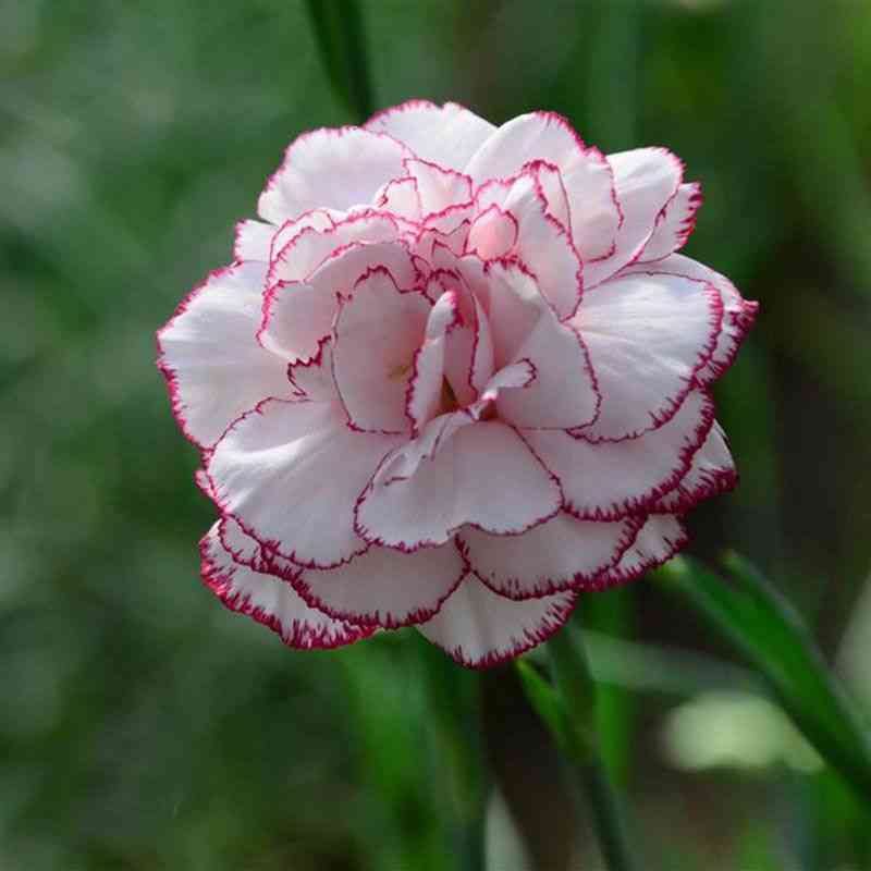 Carnation(Dianthus caryophyllus)