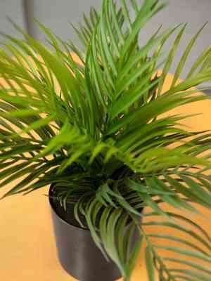 Yellow butterfly palm(Dypsis lutescens)