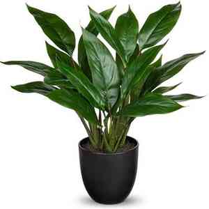 Cast-iron plant(Aspidistra elatior)