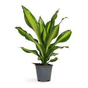 Corn plant(Dracaena fragrans)