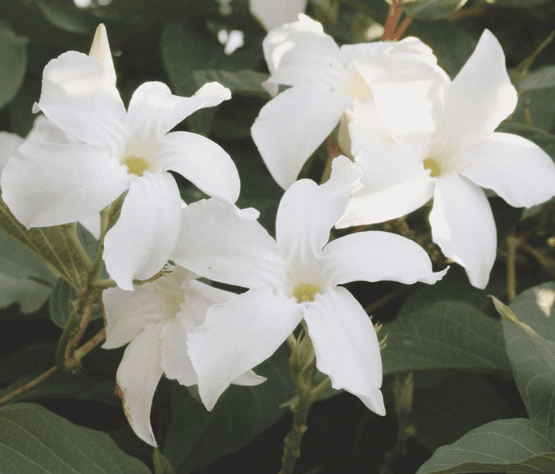 Chilean jasmine