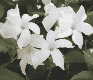 Chilean jasmine(Mandevilla laxa)