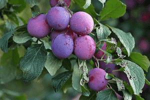 European plum(Prunus domestica)