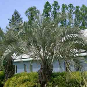 Jelly palm(Butia capitata)