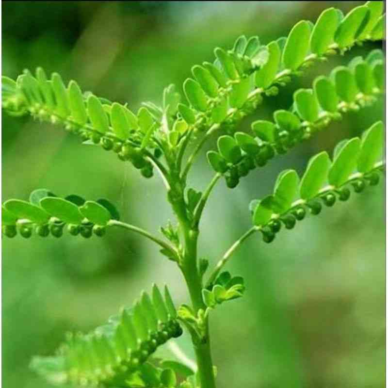 Chamber bitter(Phyllanthus urinaria)