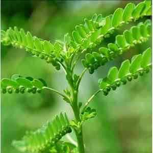 Chamber bitter(Phyllanthus urinaria)