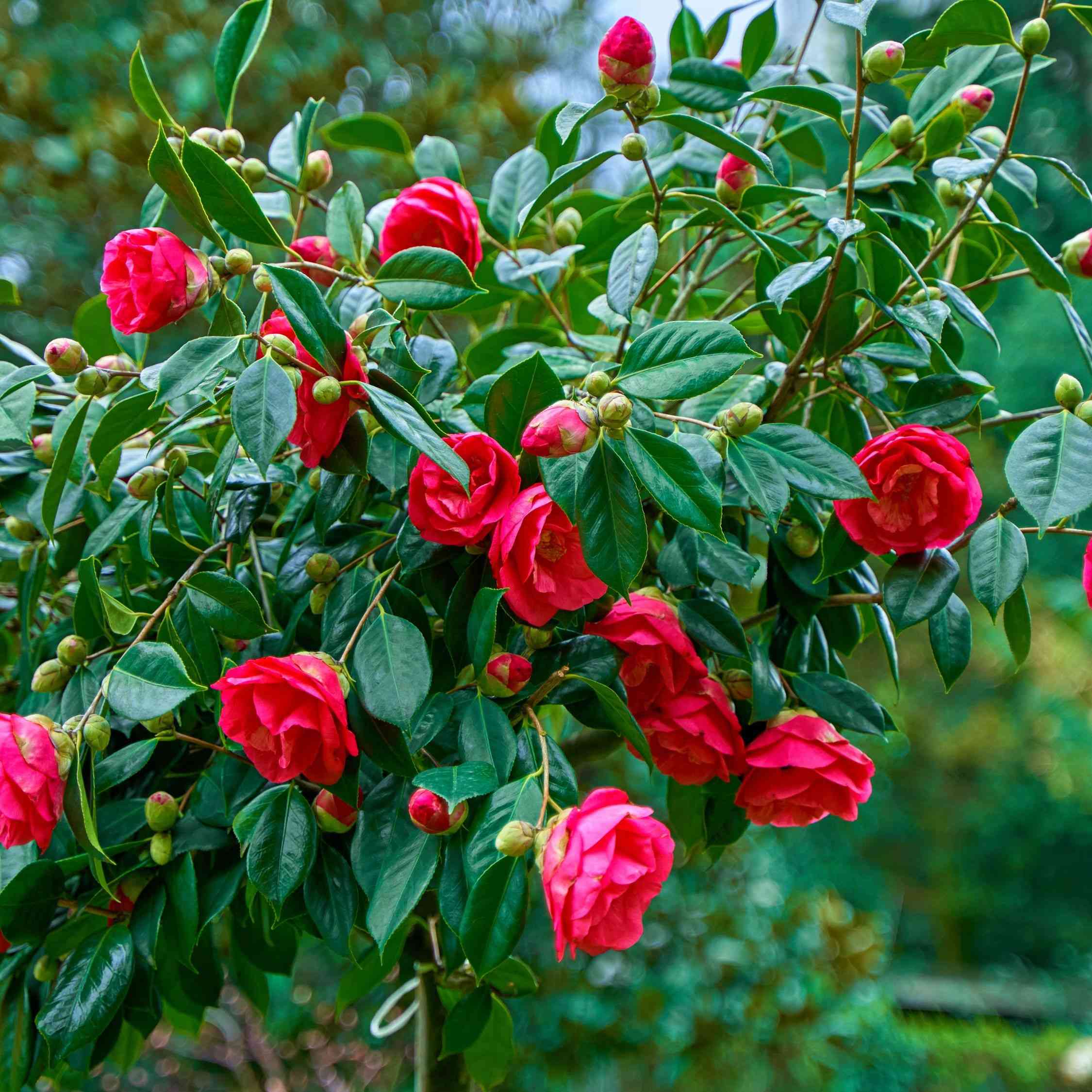 Japanese camellia(Camellia japonica)