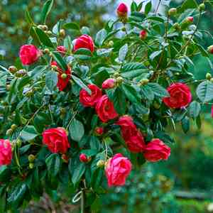 Japanese camellia(Camellia japonica)