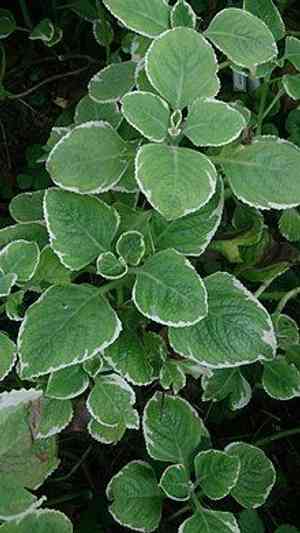 Mexican mint(Coleus amboinicus)